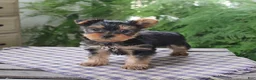 Yorkshire Terrier dogs for sale: Rover - Ad 1