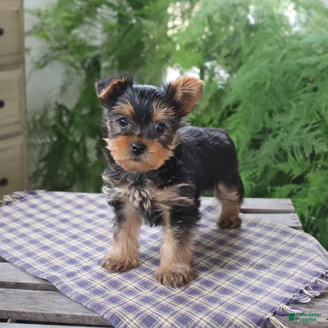 Yorkshire Terrier dogs for sale: Rover - Ad 1