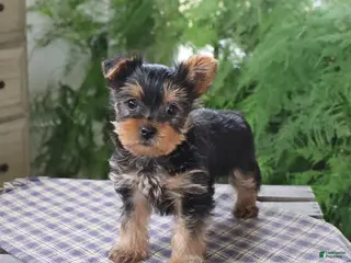 Yorkshire Terrier dogs for sale: Rover - Ad 3