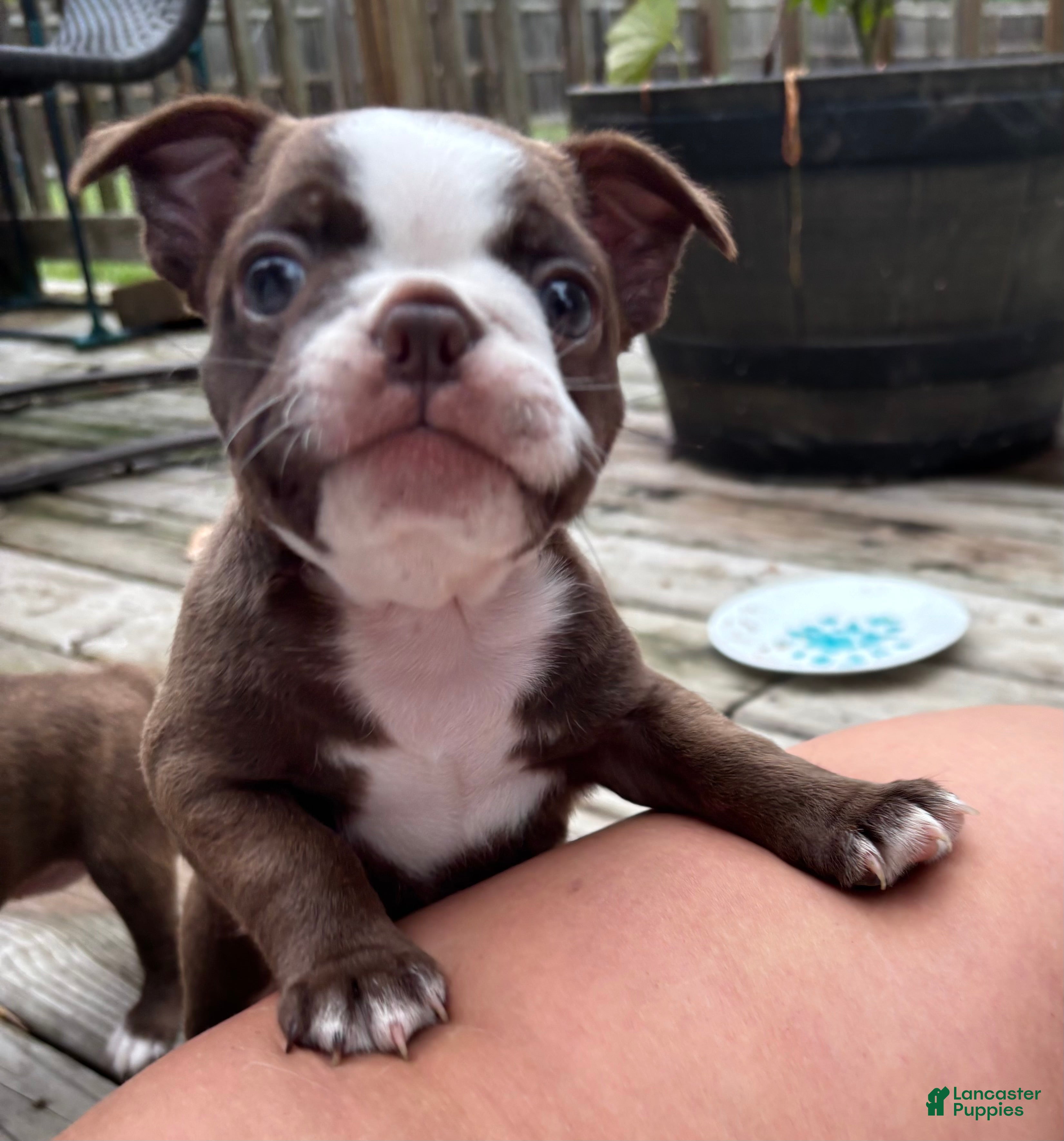 Boston Terrier dogs Pebbie - Ad 41
