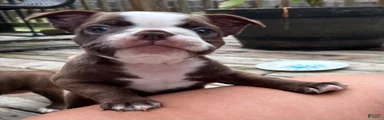 Pebbie