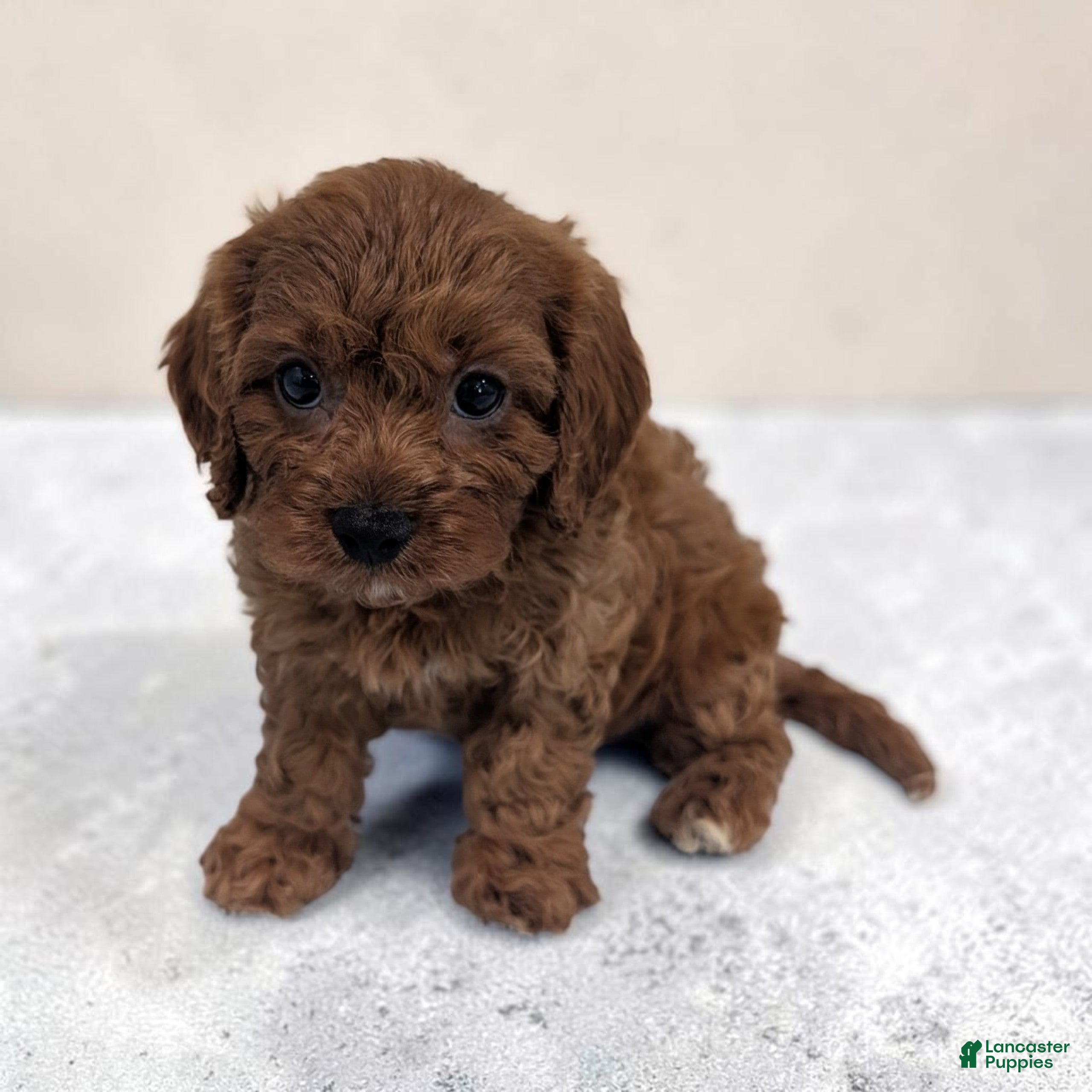 Cavapoo dogs Ace - Ad 1