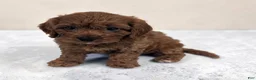 Cavapoo dogs for sale: Ace - Ad 1