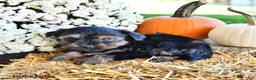 Yorkiepoo dogs for sale: Maggie - Ad 2
