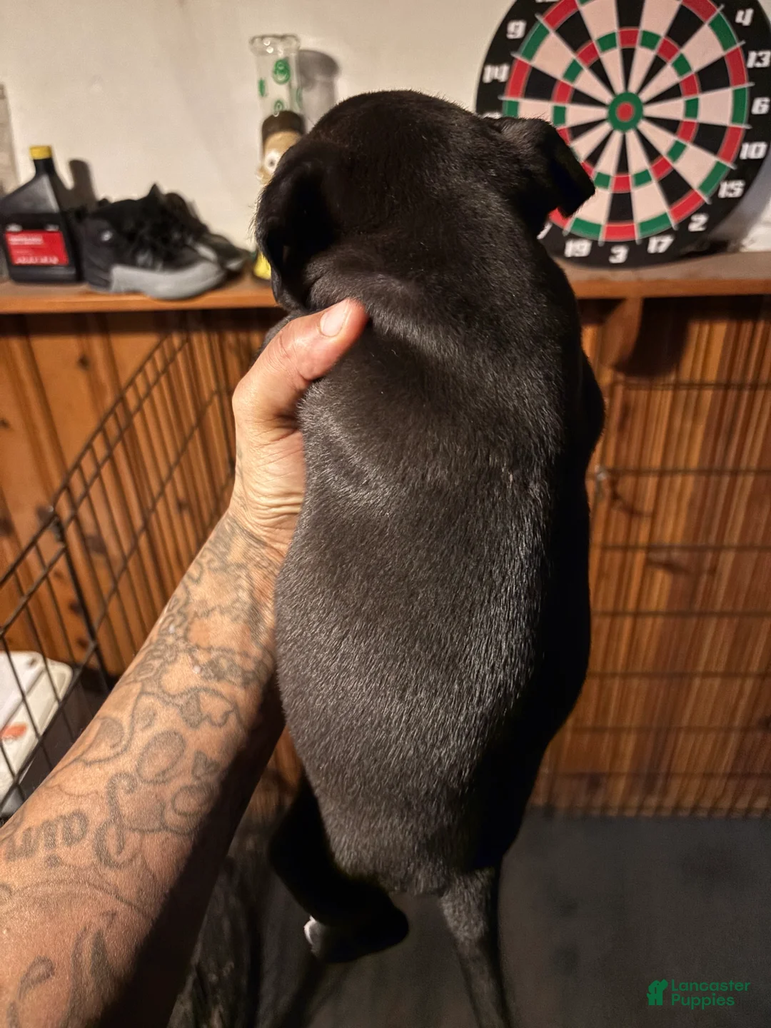 Mixed Breed dogs for sale: Mixed Breed Puppy 1 - Ad 3