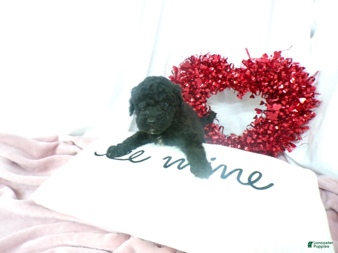 Goldendoodle dogs for sale: Boyd - Ad 2