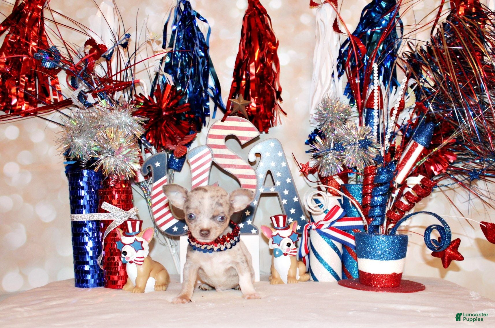 Chihuahua dogs Blakely - Ad 2