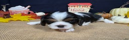 Cavalier King Charles Spaniel dogs for sale: Cavalier King Charles Spaniel Puppy 3 - Ad 3