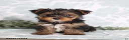 Yorkshire Terrier dogs for sale: Mia - Ad 4