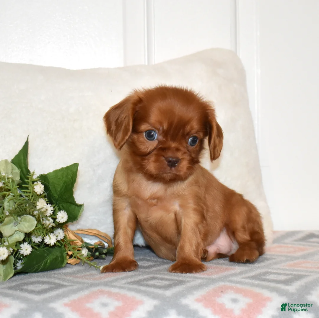 Cavalier King Charles Spaniel dogs for sale: Cider  - Ad 5