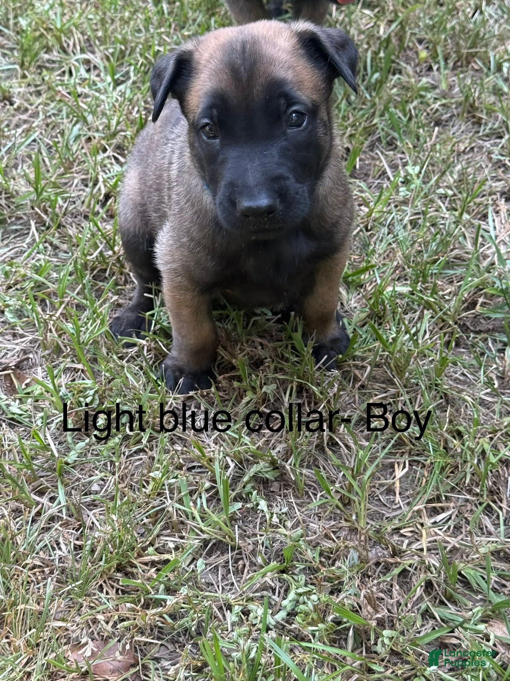 Belgian Malinois dogs Belgian Malinois 1 - Ad 5