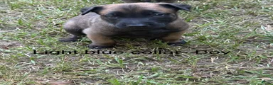 Belgian Malinois 1