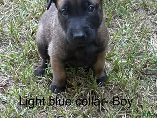 Belgian Malinois dogs Belgian Malinois 1 - Ad 5
