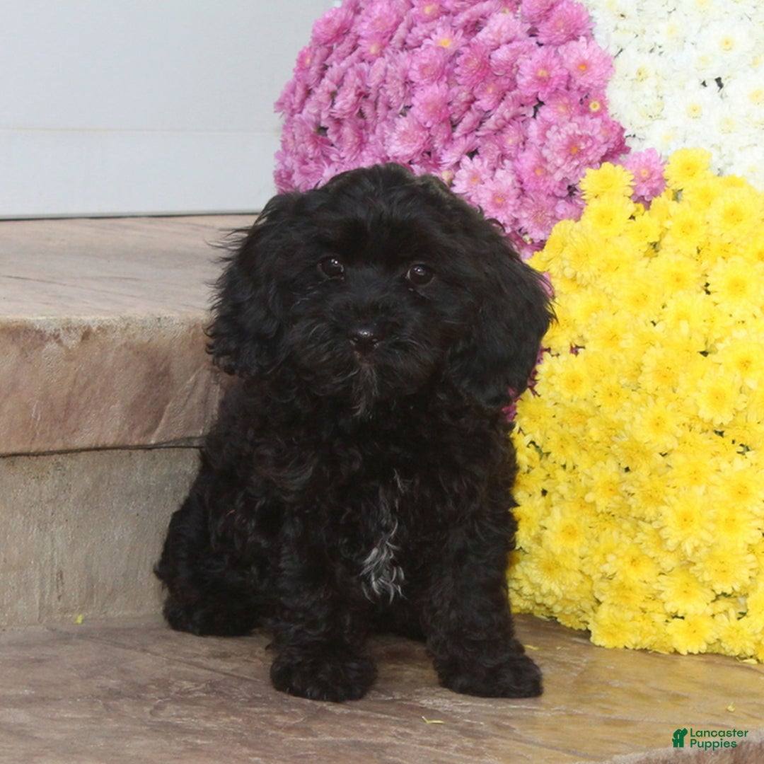 Cavapoo dogs for sale: Christy  - Ad 1