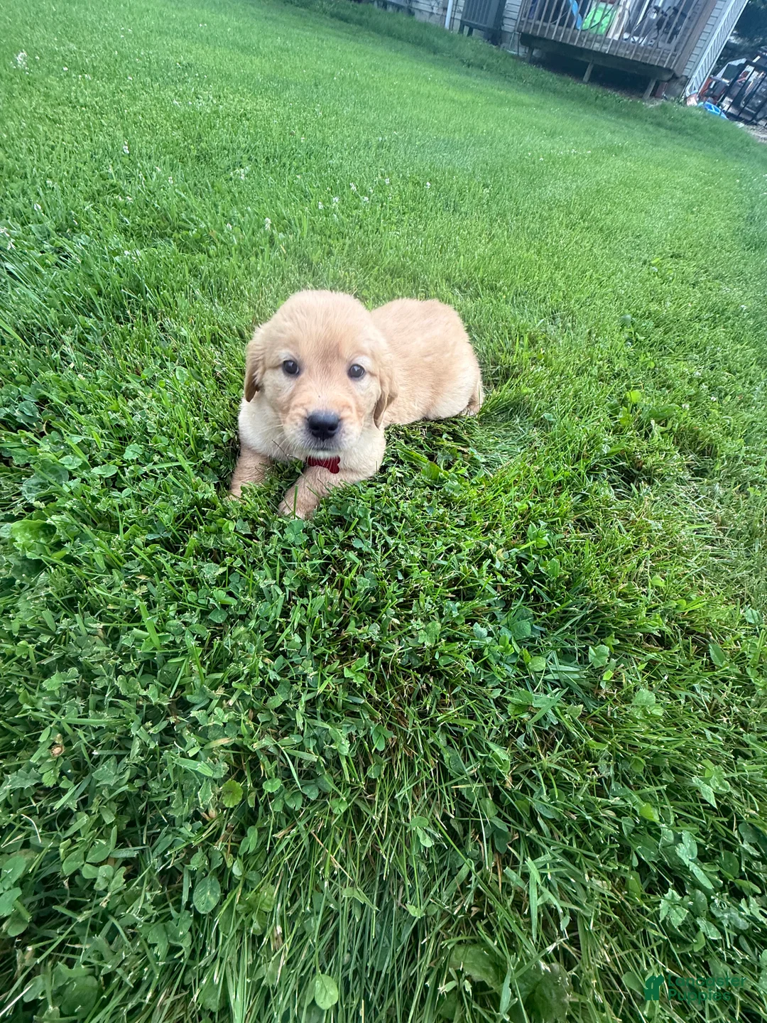 Golden Retriever dogs for sale: Oakley - Ad 2