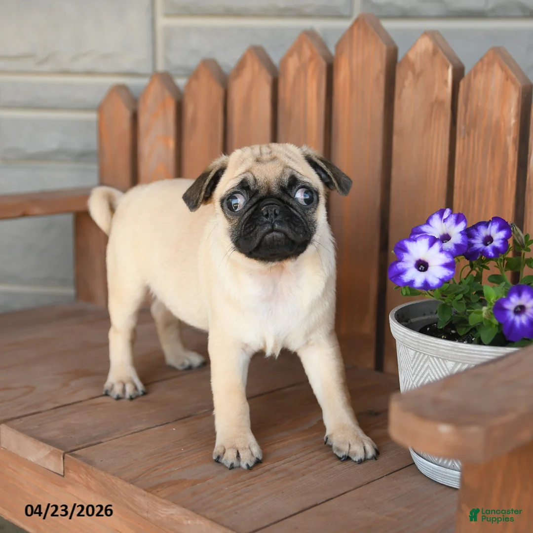 Pug dogs for sale: Ace - Ad 3
