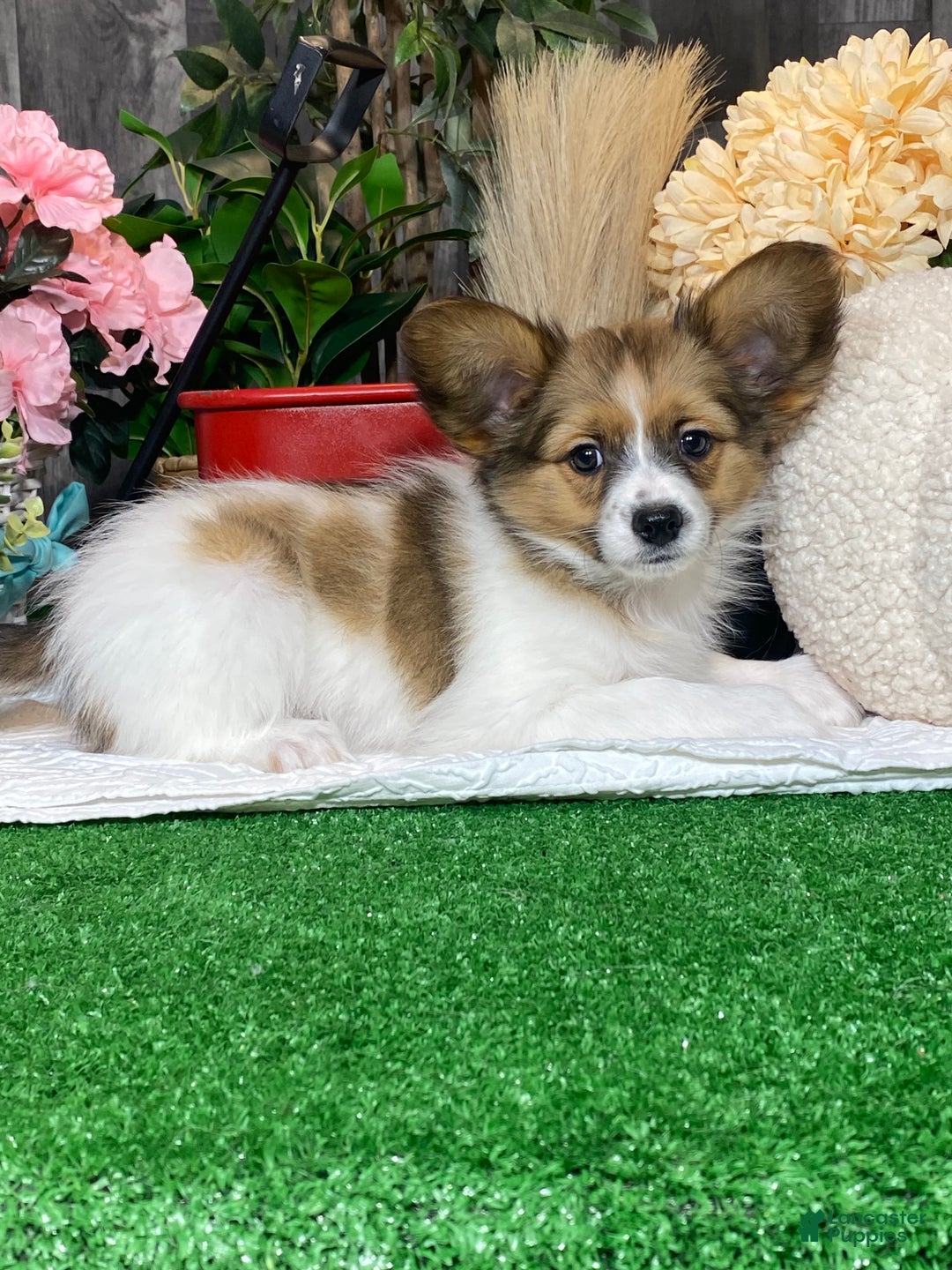 Papillon dogs for sale: Ricky  - Ad 3
