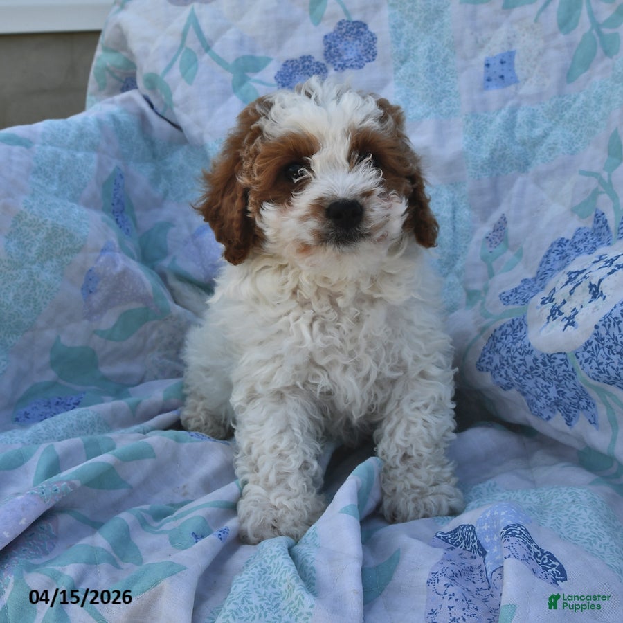 Cavapoo dogs Prince   - Ad 2