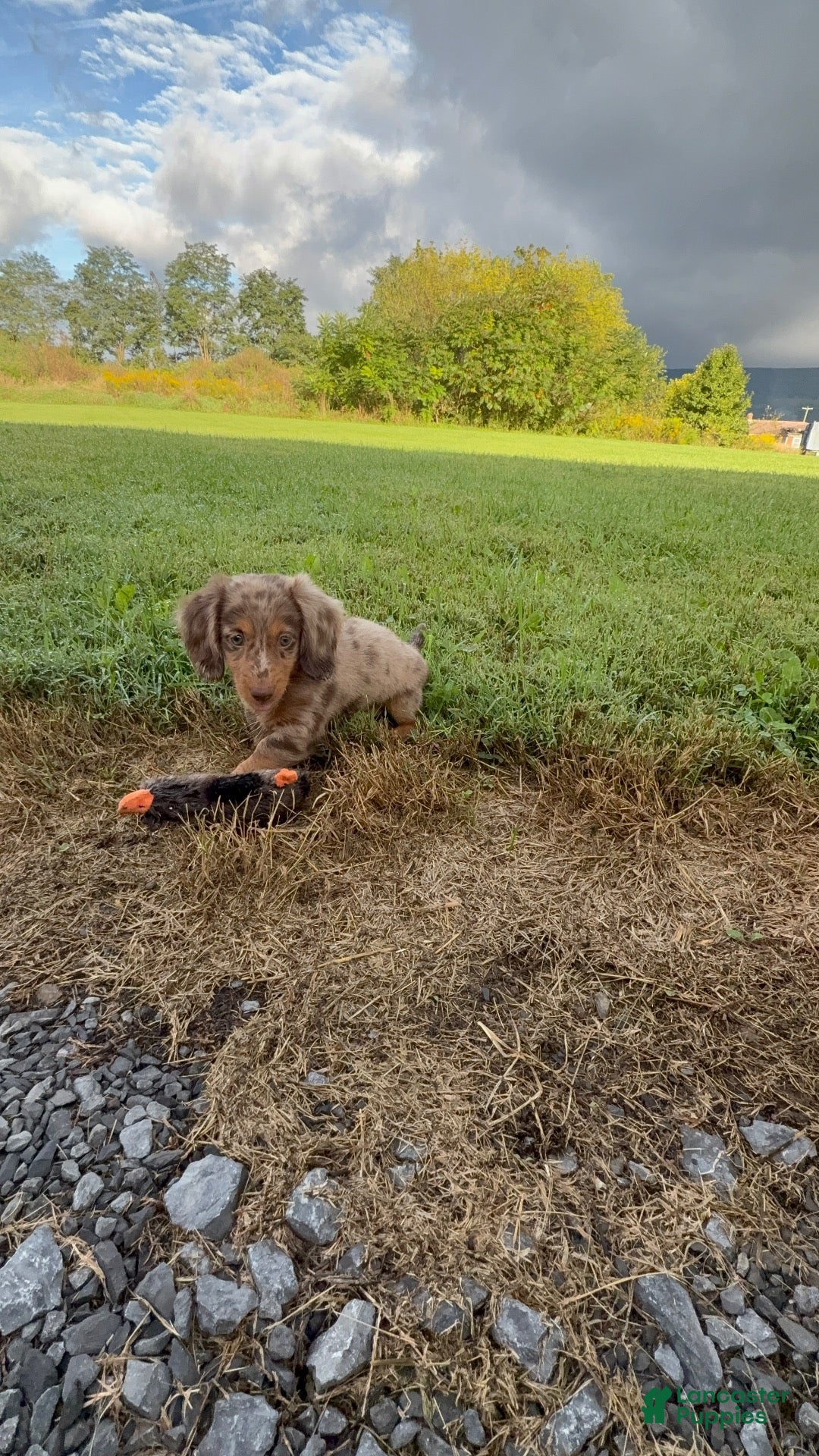 Dachshund dogs Ranger - Ad 1