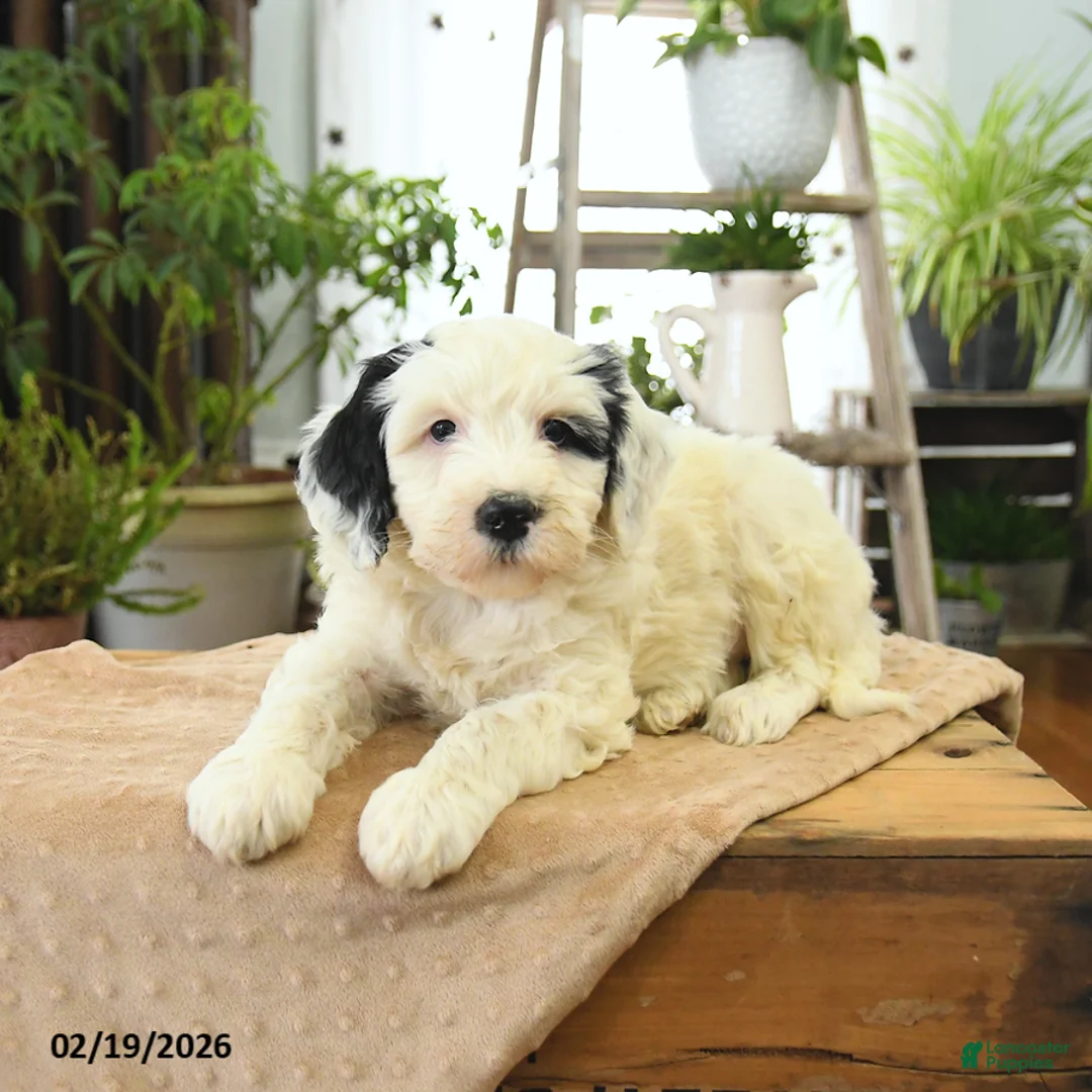 Bernedoodle dogs for sale: London - Ad 3