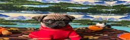 Pug dogs for sale: Moe - Ad 4