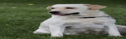 Labrador Retriever dogs for sale: Sparkle - Ad 7