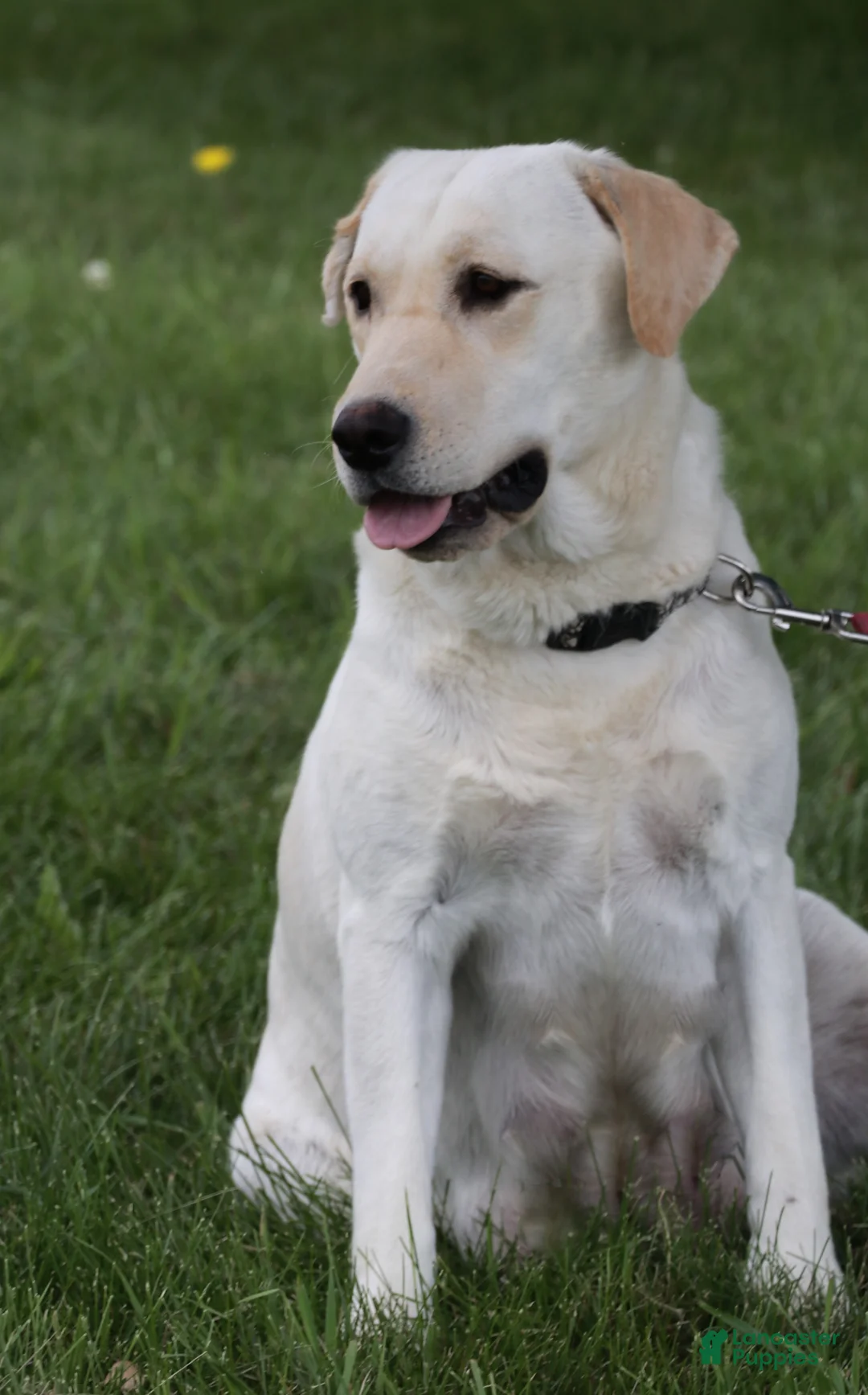 Labrador Retriever dogs for sale: Sparkle - Ad 7