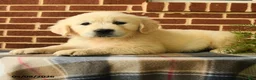 Golden Retriever dogs for sale: Patty - Ad 1