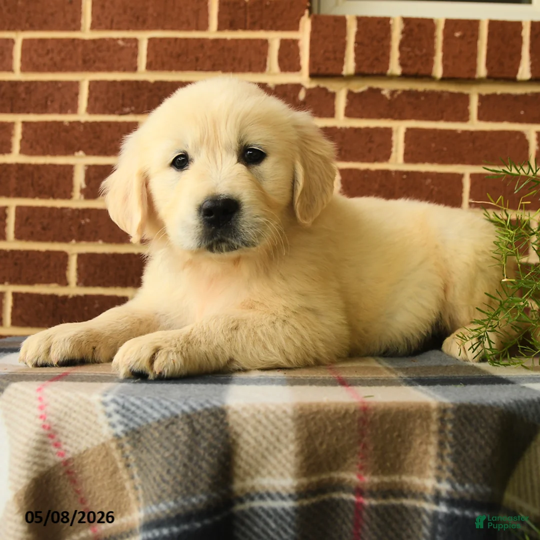 Golden Retriever dogs for sale: Patty - Ad 1