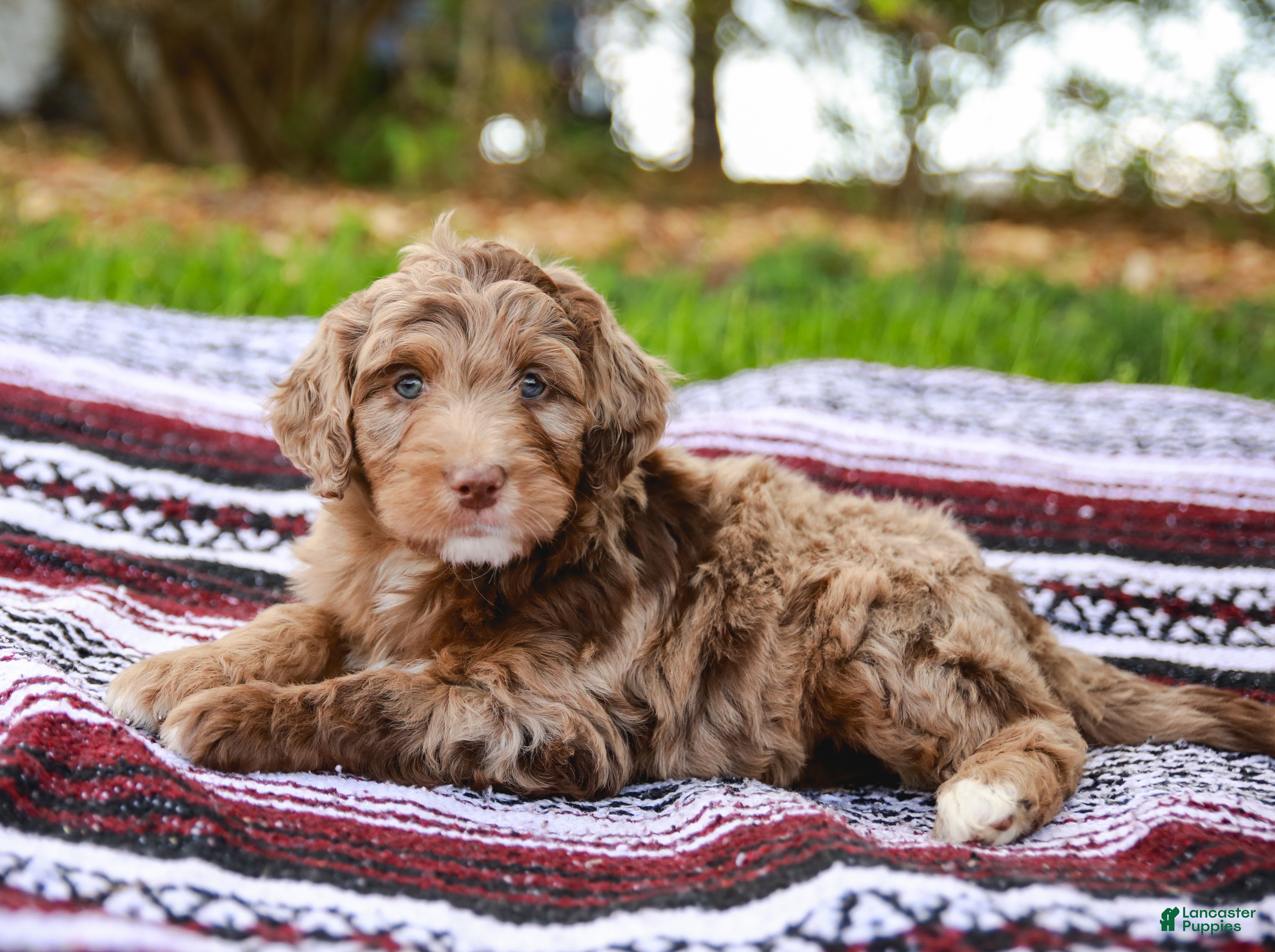 Aussiedoodle dogs Ryder Standard - Ad 2