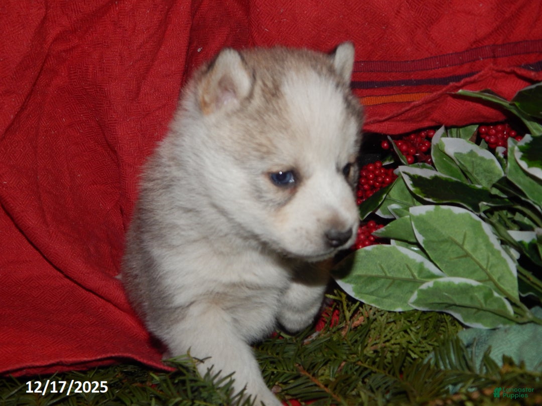 Pomsky dogs for sale: Max - Ad 4