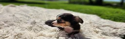 Chihuahua dogs for sale: Tony - Ad 7