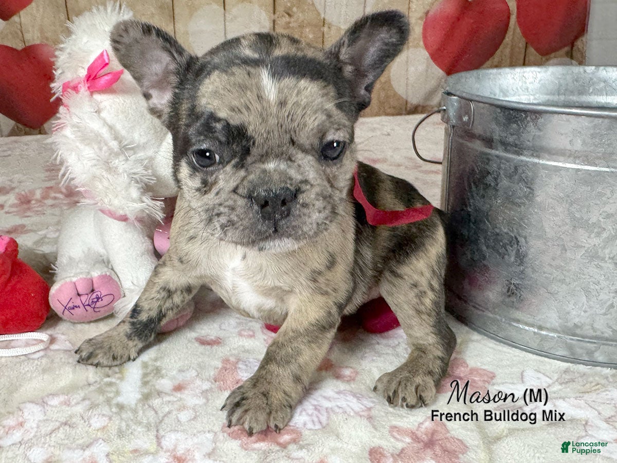 Mixed Breed dogs Mason - Ad 1