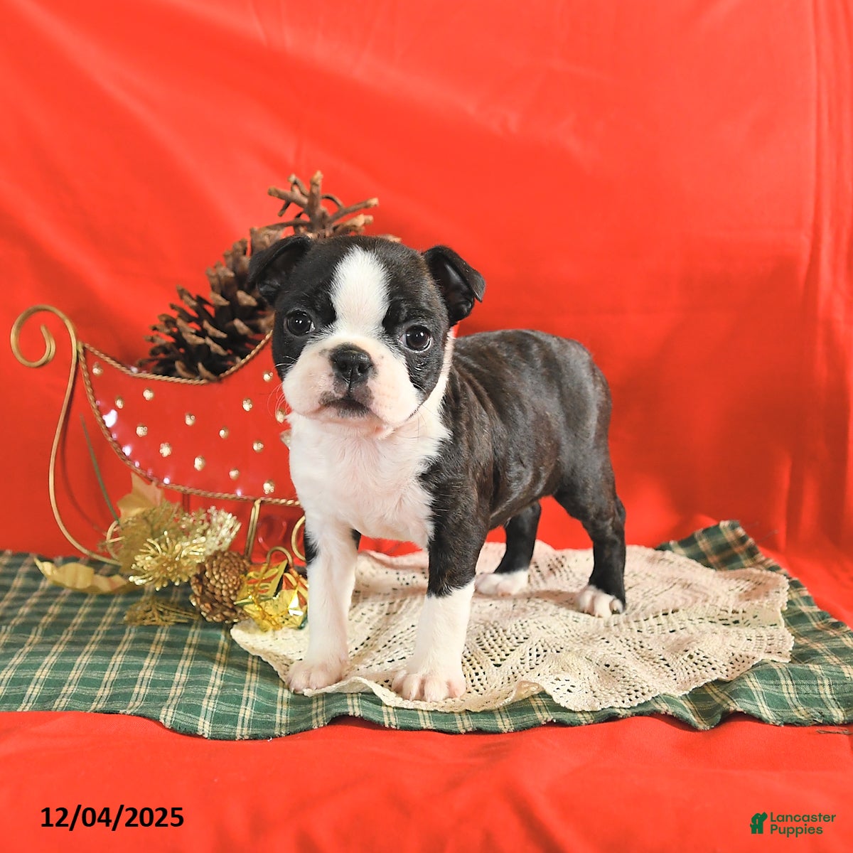 Boston Terrier dogs Oakley - Ad 2