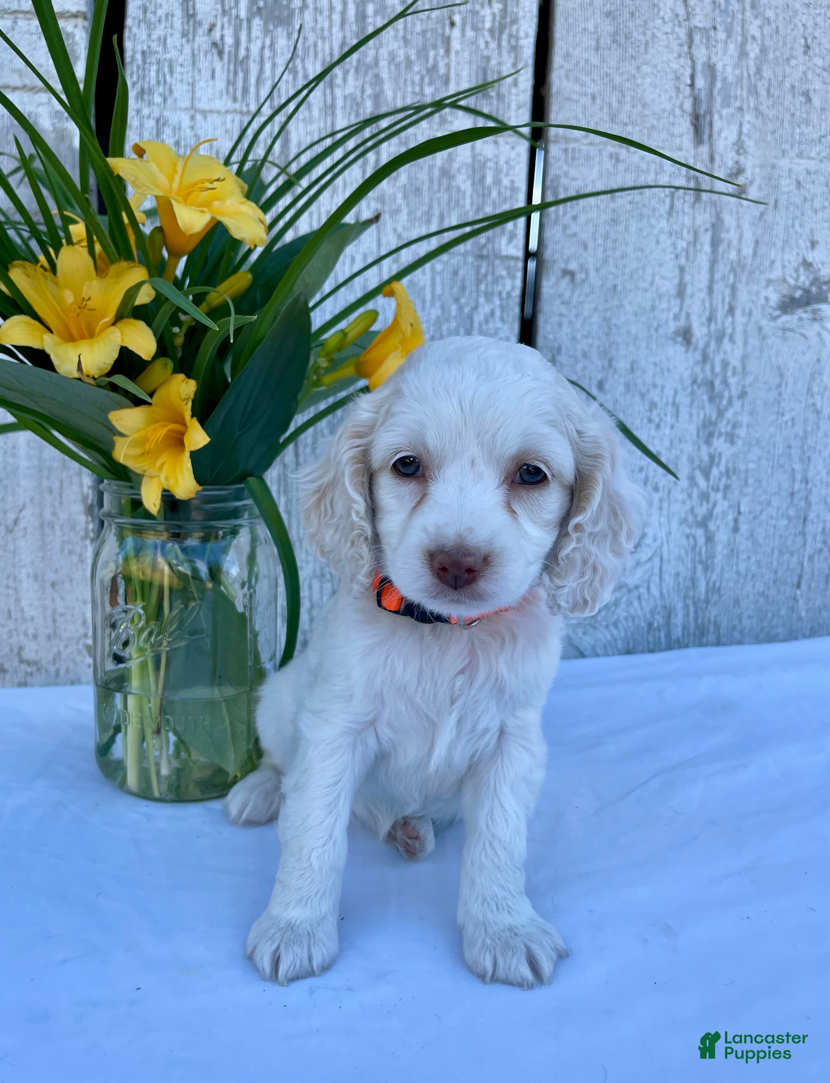 Cockapoo dogs Lola - Ad 1