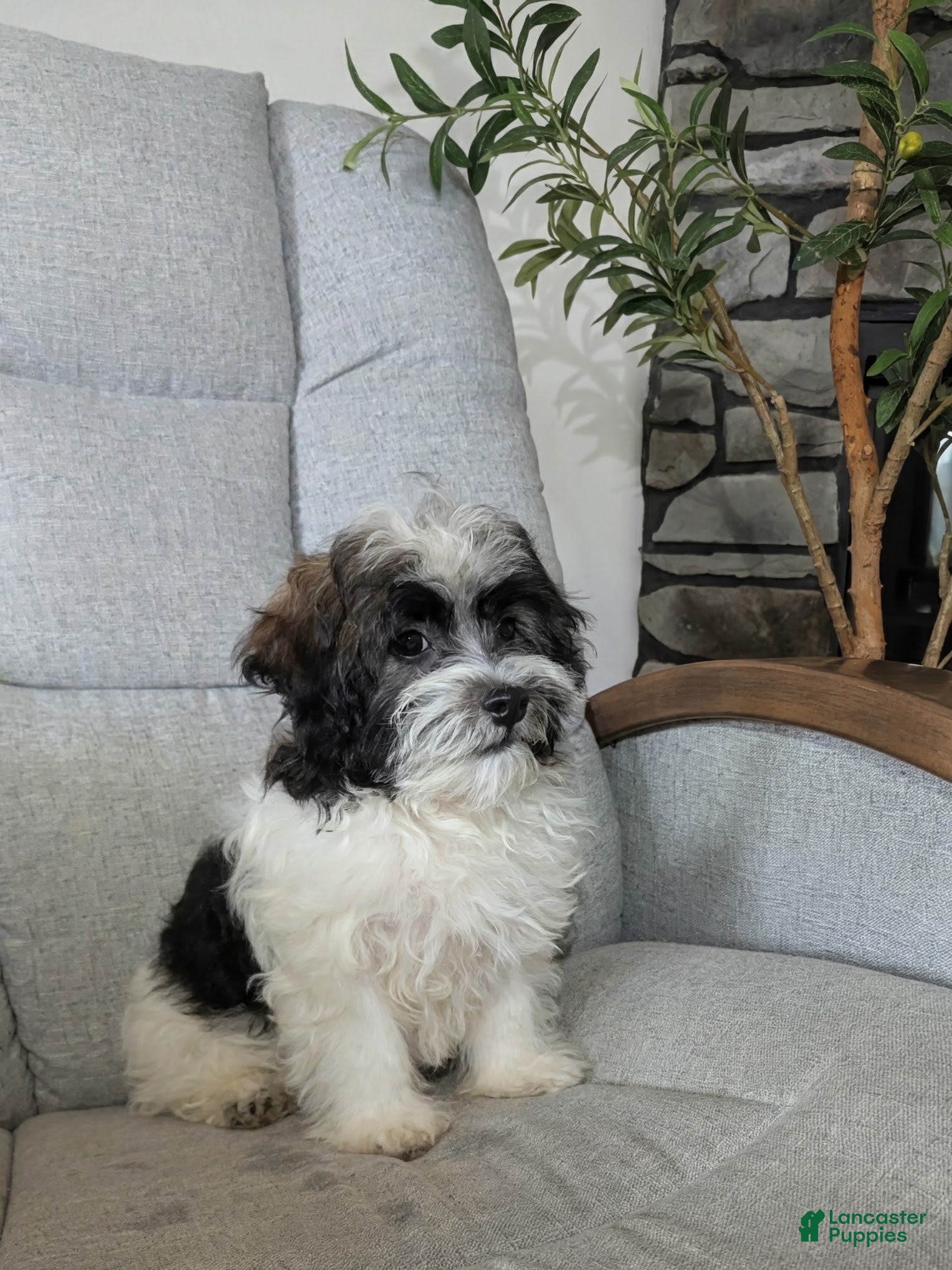 Havanese dogs Leo - Ad 1