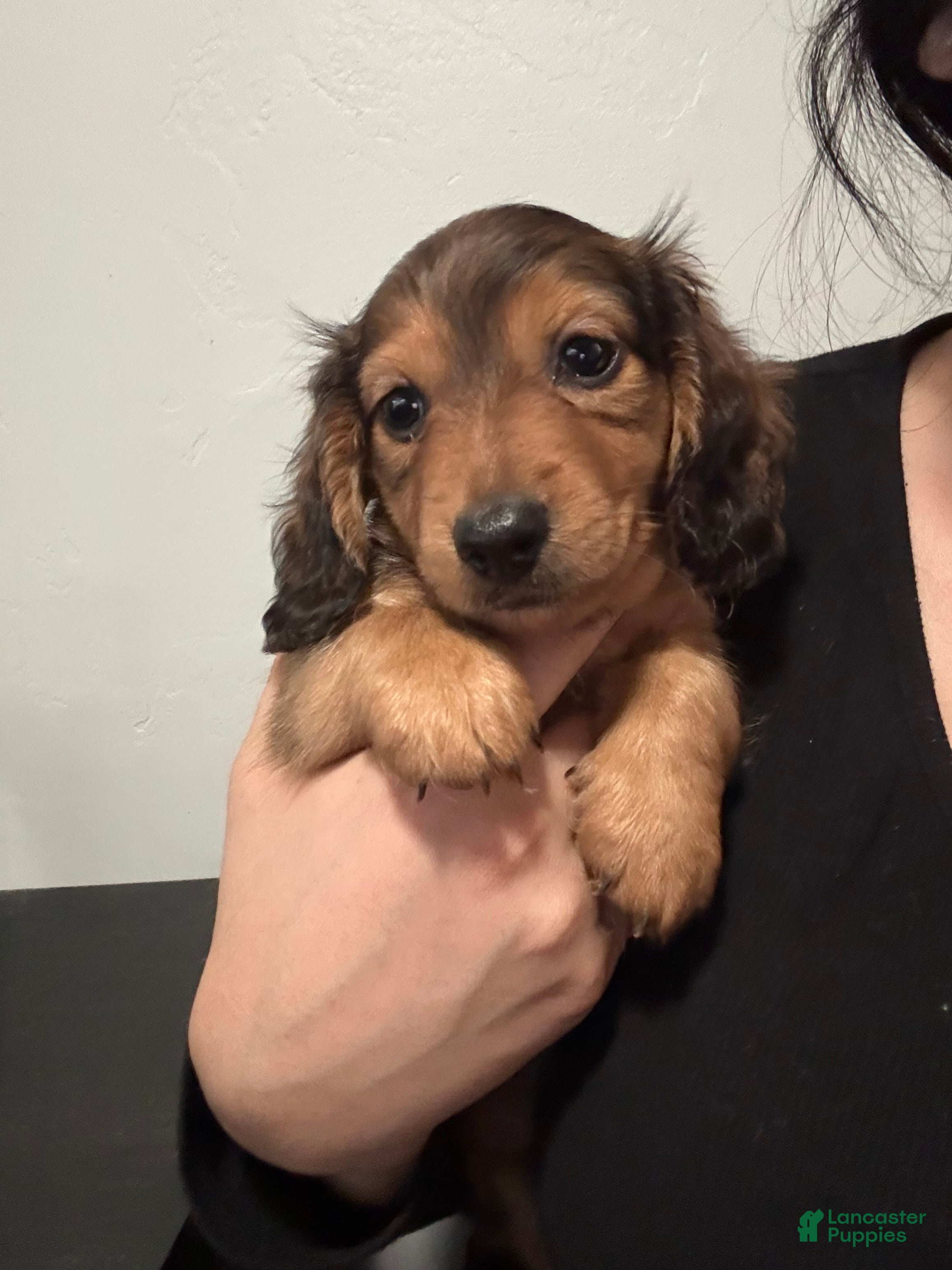 Miniature Dachshund dogs for sale: Teddy - Ad 1