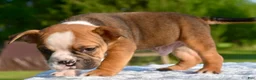 Mixed Breed dogs for sale: Bruno mini hybrid bulldog  - Ad 5