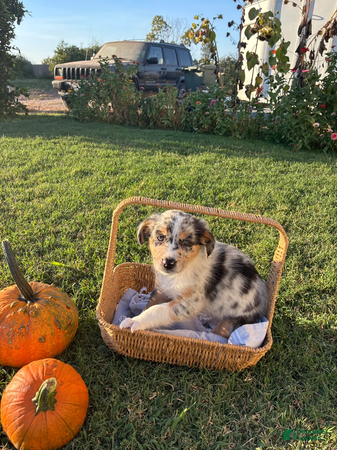 Australian Shepherd dogs for sale: Australian Shepherd 3 - Ad 2