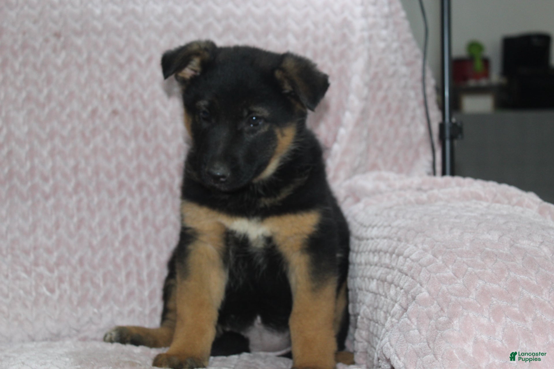 German Shepherd dogs Aspen  - Ad 2