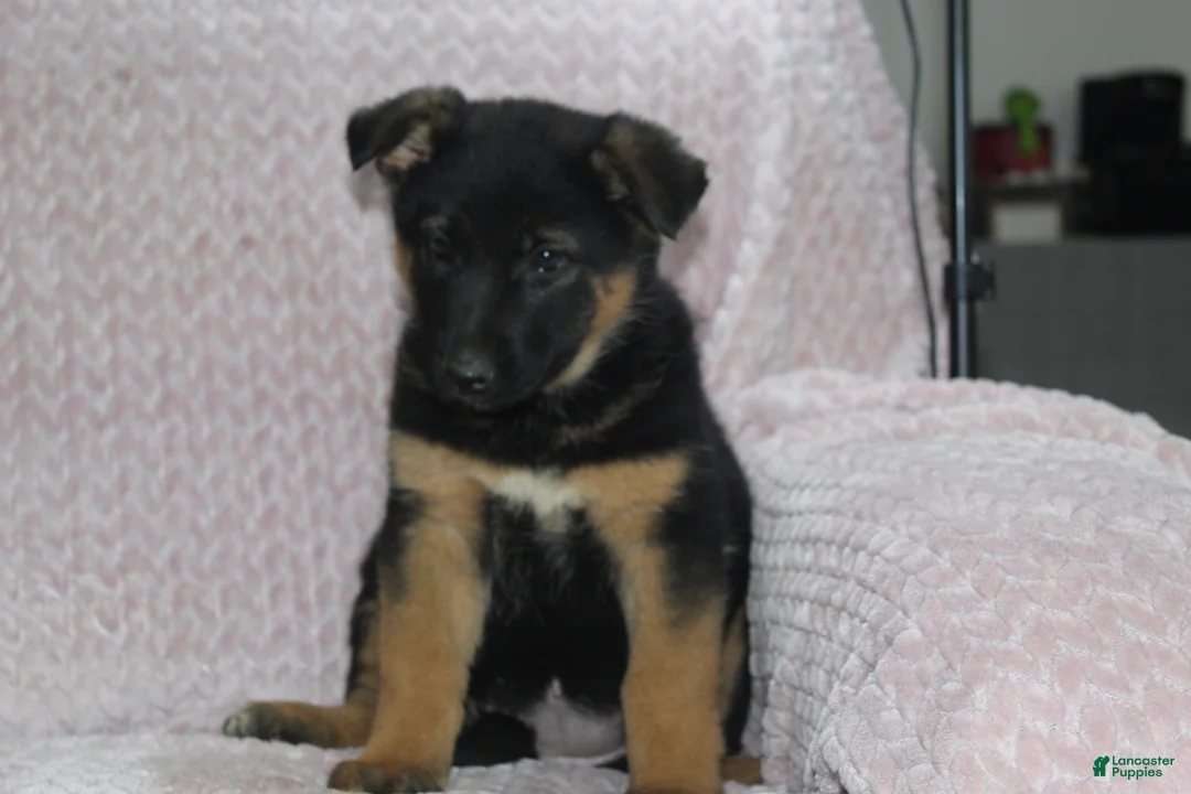 German Shepherd dogs for sale: Aspen  - Ad 2