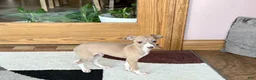 Italian Greyhound dogs for sale: Male fawn Italian Greyhound Puppy 2 - Ad 4