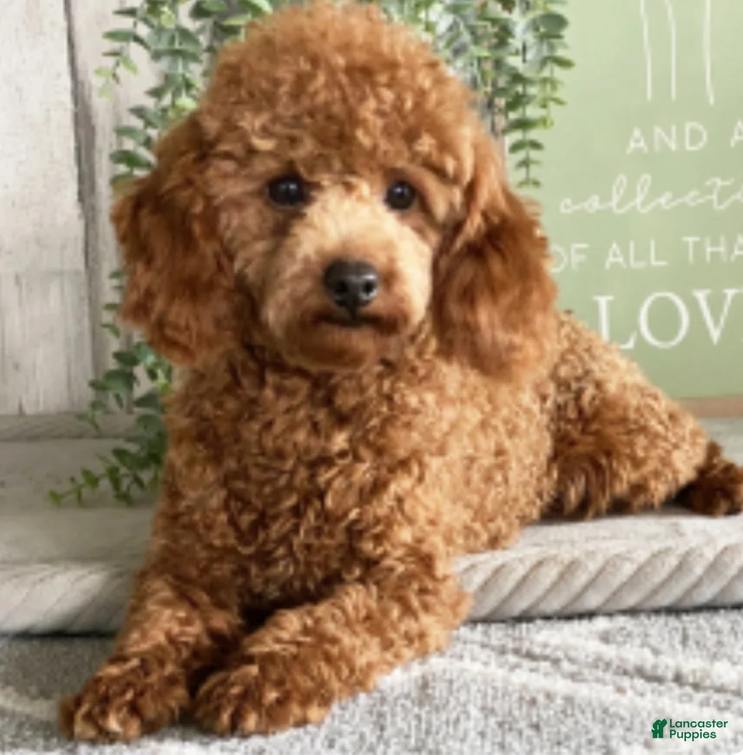 Toy Poodle dogs for sale: Winster - Ad 6