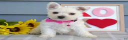 West Highland Terrier dogs for sale: Brianna - Ad 5
