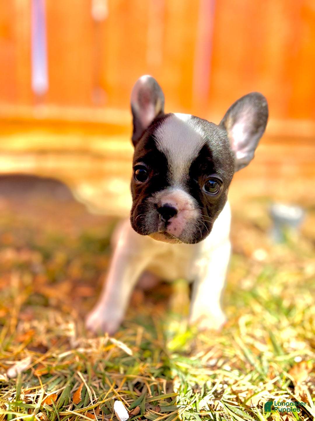 French Bulldog dogs for sale: Cow - Ad 2