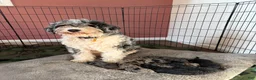 Mini Bernedoodle dogs for sale: Tulip - Ad 3