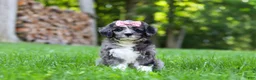 Bernedoodle dogs for sale: Willow - Ad 4