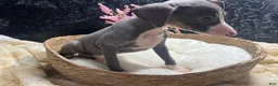 Italian Greyhound dogs for sale: Italian Greyhound 3 - Ad 9