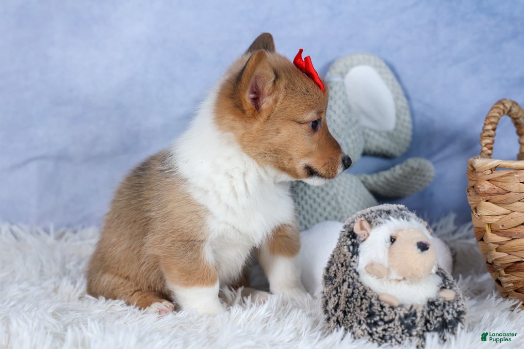 Welsh Corgi Pembroke dogs for sale: Alex - Ad 9