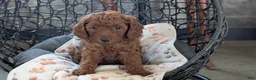 Toy Poodle dogs for sale: Wade - Ad 9